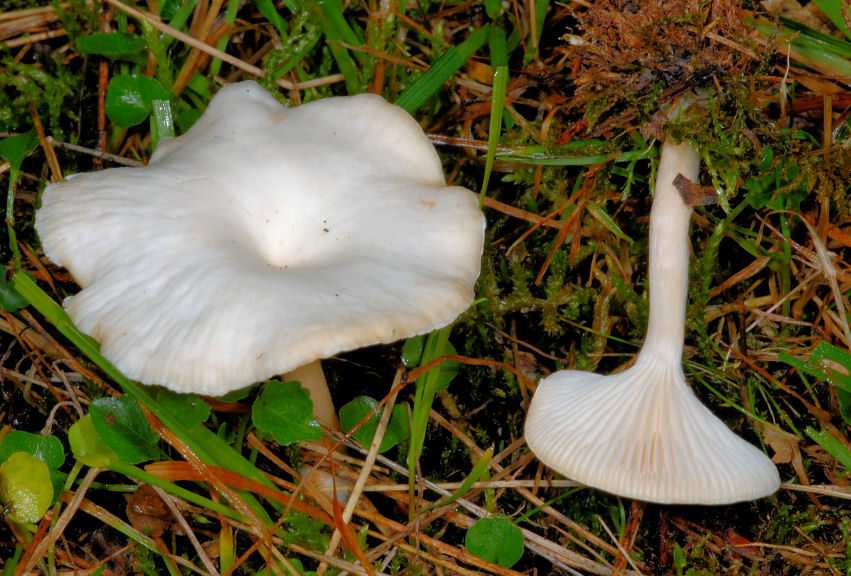Clitocybe?